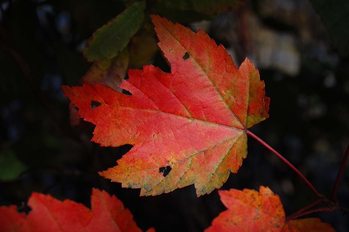 leaf micro photography of mappe leaf nature